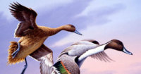 2014 Goose / Duck Hunts