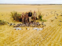 Everything but a Snow Goose